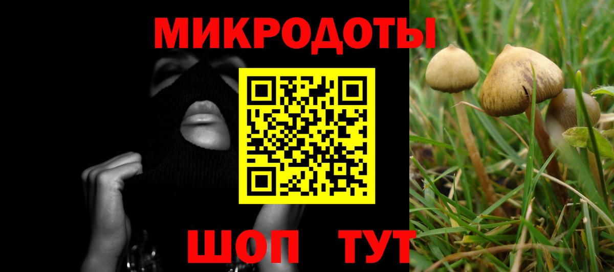 Псилоцибиновые грибы Psilocybine cubensis Кандалакша